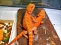 フトアゴヒゲトカゲ　ハーフダークレッドハイポトランス