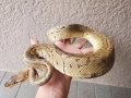 ボールパイソン　レモンブラストシャター♂