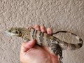ツナギトゲオイグアナ