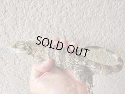 画像1: ツナギトゲオイグアナ