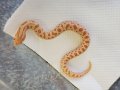 シシバナヘビ　アルビノコンダ