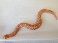 シシバナヘビ　アルビノ