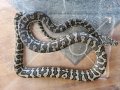 デザイナーズカーペットパイソン♀　約180ｃｍ