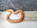 シシバナヘビ　アルビノコンダ♂　