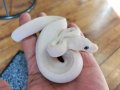 ボールパイソン　ブルーアイリューシ♀