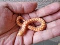 セイブシシバナヘビ　アルビノ♂　