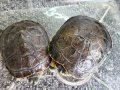 タバスコクジャクガメ