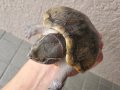 ミシシッピニオイガメ♀