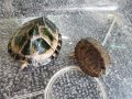 カブトニオイガメ