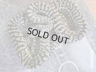 画像1: ゼブラカーペットパイソン♂