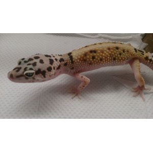 画像: ヒョウモントカゲモドキ ホワイト＆イエローhetタイフーン