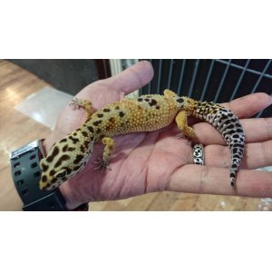 画像: ヒョウモントカゲモドキ　エメリン♀
