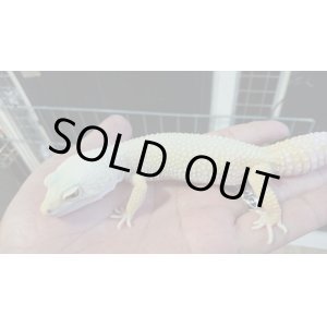 画像: ヒョウモントカゲモドキ　リューシ　メス