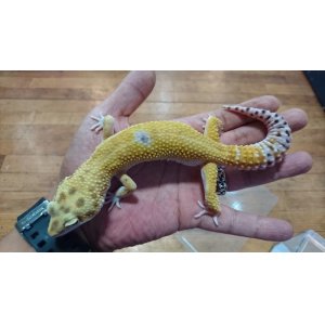 画像: ヒョウモントカゲモドキ　Ｗ&Ｙエメリン♂