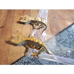 画像: クレステッドゲッコー　ハーレクインダルメシアン♂