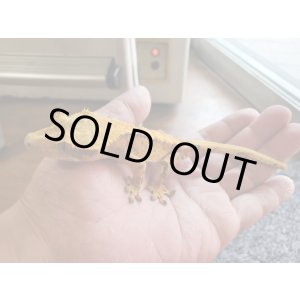 画像: クレステッドゲッコー　タンジェリン♂