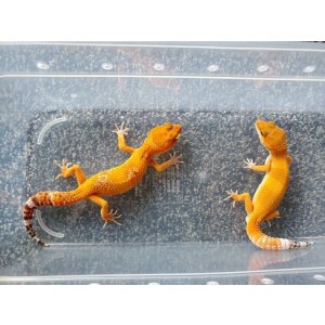 画像: ヒョウモントカゲモドキ　ブラッドクロス♂