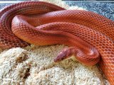画像: コーンスネーク　ブラッドレッド　アダルト♂