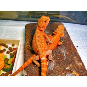 画像: フトアゴヒゲトカゲ　ハーフダークレッドハイポトランス
