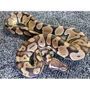 画像: ボールパイソン　パステル♂