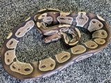 画像: ボールパイソン　サテン♂