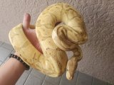 画像: ボールパイソン　バナナhetクラウンphetパズル♂