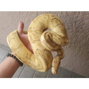 画像: ボールパイソン　バナナhetクラウンphetパズル♂