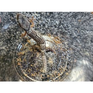 画像: ヒガシアフリカネコツメヤモリ