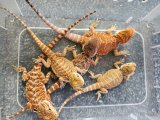 画像: フトアゴヒゲトカゲ　レッド