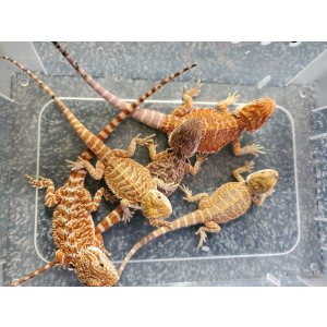 画像: フトアゴヒゲトカゲ　レッド