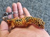 画像: ヒョウモントカゲモドキ　アトミックGG♀
