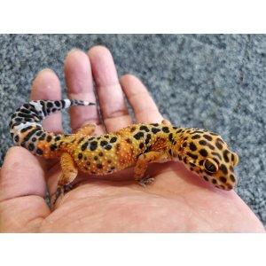 画像: ヒョウモントカゲモドキ　アトミックGG♀