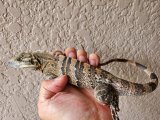 画像: ツナギトゲオイグアナ