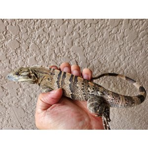 画像: ツナギトゲオイグアナ