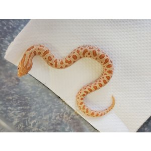 画像: シシバナヘビ　アルビノコンダ♀
