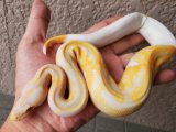 画像: ボールパイソン　ドリームシクル♀