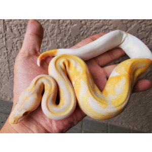 画像: ボールパイソン　ドリームシクル♀