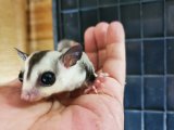 画像: フクロモモンガ　ホワイトフェイス♂