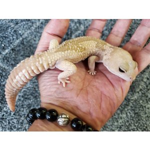 画像: ニシアフリカトカゲモドキ　キャラメルズールー♂