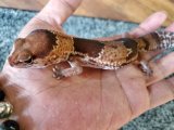 画像: ニシアフリカトカゲモドキ　ノーマル