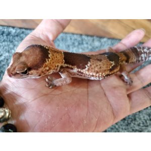 画像: ニシアフリカトカゲモドキ　ノーマル