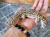 画像: ヒョウモントカゲモドキ　ハイイエロー♀