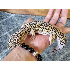 画像: ヒョウモントカゲモドキ　ハイイエロー♀