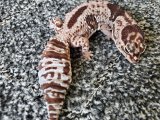 画像: ニシアフリカトカゲモドキ　ホワイトアウトオレオhetズールー♀