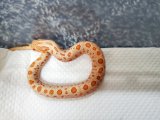 画像: シシバナヘビ　アルビノコンダ♂　