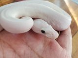 画像: ボールパイソン　ブルーアイリューシ♂　