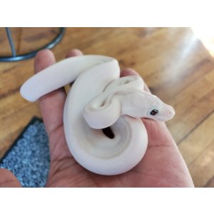 画像: ボールパイソン　ブルーアイリューシ♀
