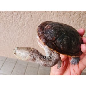 画像: ジーベンロックナガクビガメ♀
