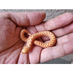 画像: セイブシシバナヘビ　アルビノ♂　