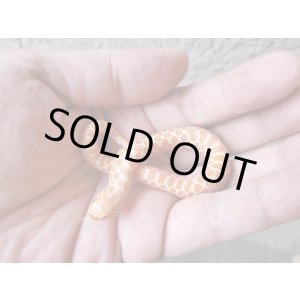 画像: セイブシシバナヘビ　アルビノ♂　